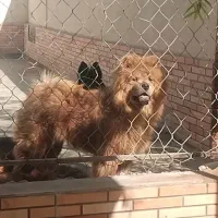 سگ چاوچاو ماده یک ساله