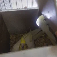 عروس هلندی لوتینو