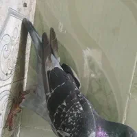 مسافتی|پرنده|حمیدیه, |دیوار