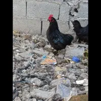 امپراتوری و مینیاتور و مرغ محلی|حیوانات مزرعه|بندر انزلی, کلیور|دیوار