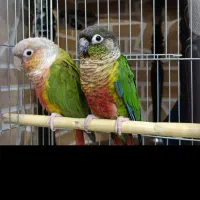 یک جفت گرینچک بازی گوش