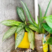 فروشی تیله|اسباب‌بازی بچه|سرپل ذهاب, |دیوار