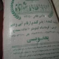 گندم اصلاح شده