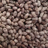 لوبیا چیتی ارتشی تازه و خوشپخت