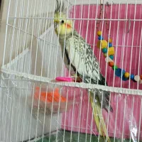 عروس هلندی|پرنده|رضویه, |دیوار