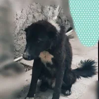 توله قدریجونی