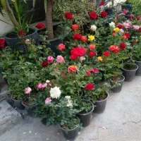 خدمات باغبانی گل کاری سمپاشی تعویض خاک گلدان
