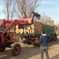 خرید چوب صنوبر چنار قلمه بیدسوعود گردوچوب خشک