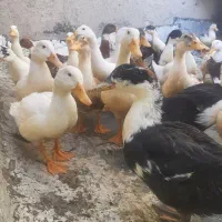انواع اردک