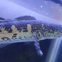 گلدن کبری هافمون باله بلند اصلی.۲۵سانت به بالا