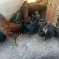 جوجه|حیوانات مزرعه|بم, |دیوار