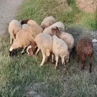 بره سالم|حیوانات مزرعه|رشت, گیل|دیوار