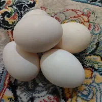 فروش تخم مرغ گلین|حیوانات مزرعه|بروجرد, |دیوار