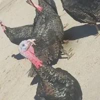 بوقلمون زنده