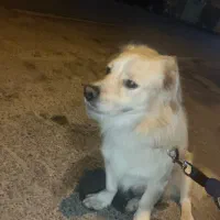 اشپیزو|سگ|بوشهر, |دیوار