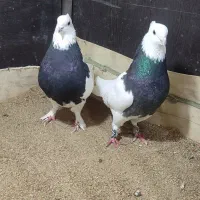 کبوتر ناب|پرنده|ارومیه, |دیوار