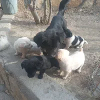 سگ پا کوتاه