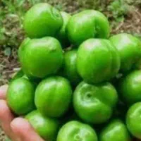 گوجه سبز نخجوان