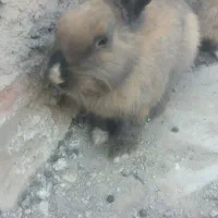 دو عدد خرگوش نر
