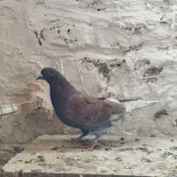 10 تا کفتر خوب|پرنده|قرچک, زیبا شهر|دیوار