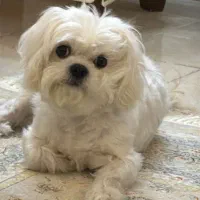 سگ شیتزو مالتیز|سگ|پردیس, فاز ۸|دیوار