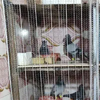 کبوتر باختی