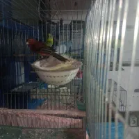 قناری مولد به شرط