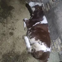 گوساله ماده سیمینتال|حیوانات مزرعه|کرانی, |دیوار