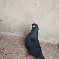 هندی ساده