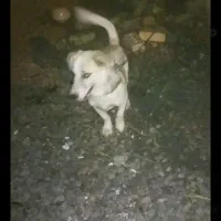 واکذاری پا کوتاه