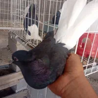 کبوتر رنگی