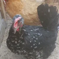 مرغ لری اصیل|حیوانات مزرعه|شهرضا, |دیوار