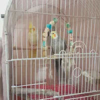 عروس هلندی|پرنده|تهران, جیحون|دیوار