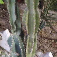 تعدادی گلدان کاکتوس و سانسوریا برای فروش|گل و گیاه طبیعی|بندر گناوه, |دیوار