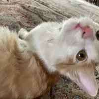 واگذاری رایگان گربه