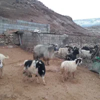 نر بز|حیوانات مزرعه|هندمینی, |دیوار