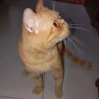واگذاری گربه