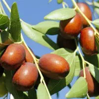 پیش فروش نهال عناب چینی یکساله|خدمات باغبانی و درختکاری|نهاوند, |دیوار