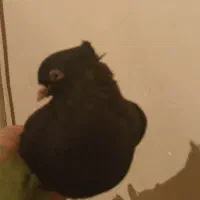 کبوتر زاغ|پرنده|دورود, |دیوار