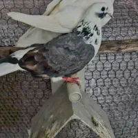 کبوتر|پرنده|ساری, |دیوار