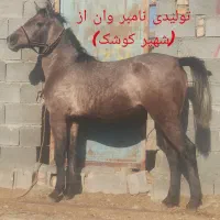 سیلمی  دره شوری (شهپر کوشک )