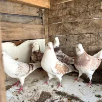 ۵عدد کبوتر|پرنده|داران, |دیوار