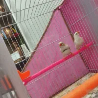 فنچ|پرنده|مشهد, تلگرد|دیوار