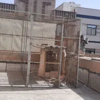 گنجه  کفتر جا دونی