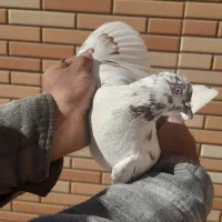 کبوتر پرشی|پرنده|مبارکه, |دیوار