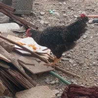مرغ ماده تخم میزاره