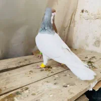 کبوتر شصتی کبود نر