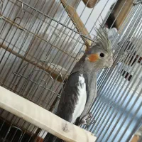 دو عدد عروس هلندی نر|پرنده|بناب, |دیوار