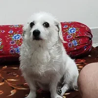 واگذاری سگ رایگان
