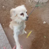 سگ پاکوتاه باهوش زیبا|سگ|یزد, |دیوار